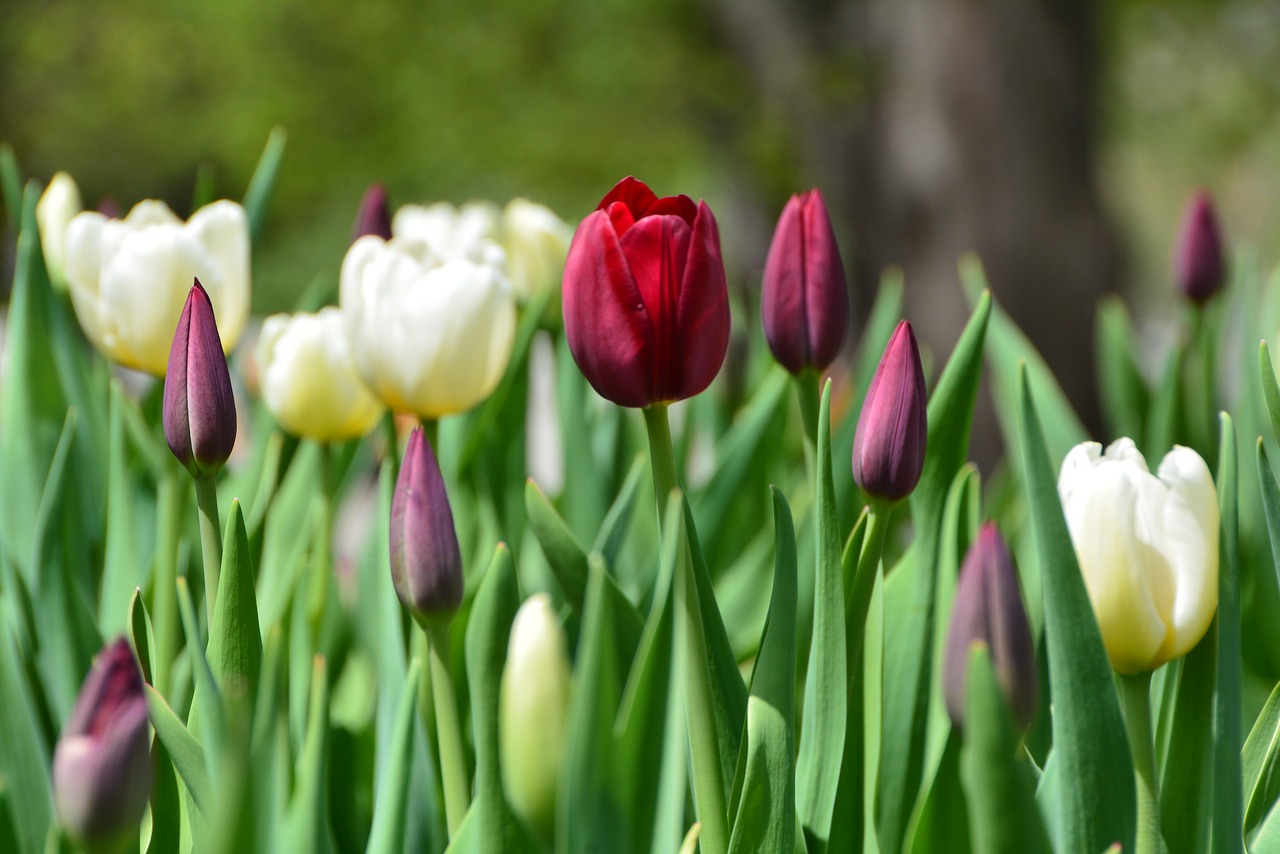 tulip garden flower free photo