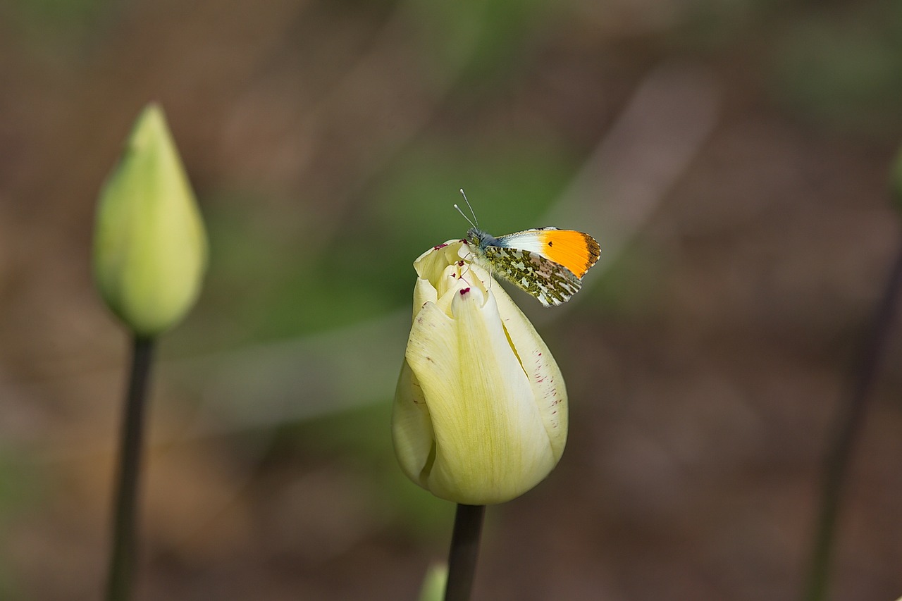 tulip butterfly tulips free photo