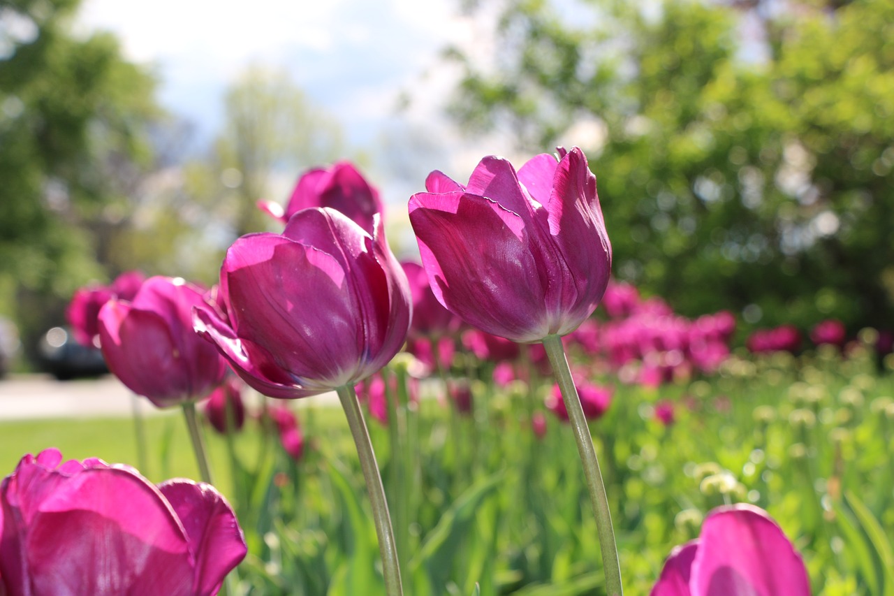 tulip sun filled colorful free photo