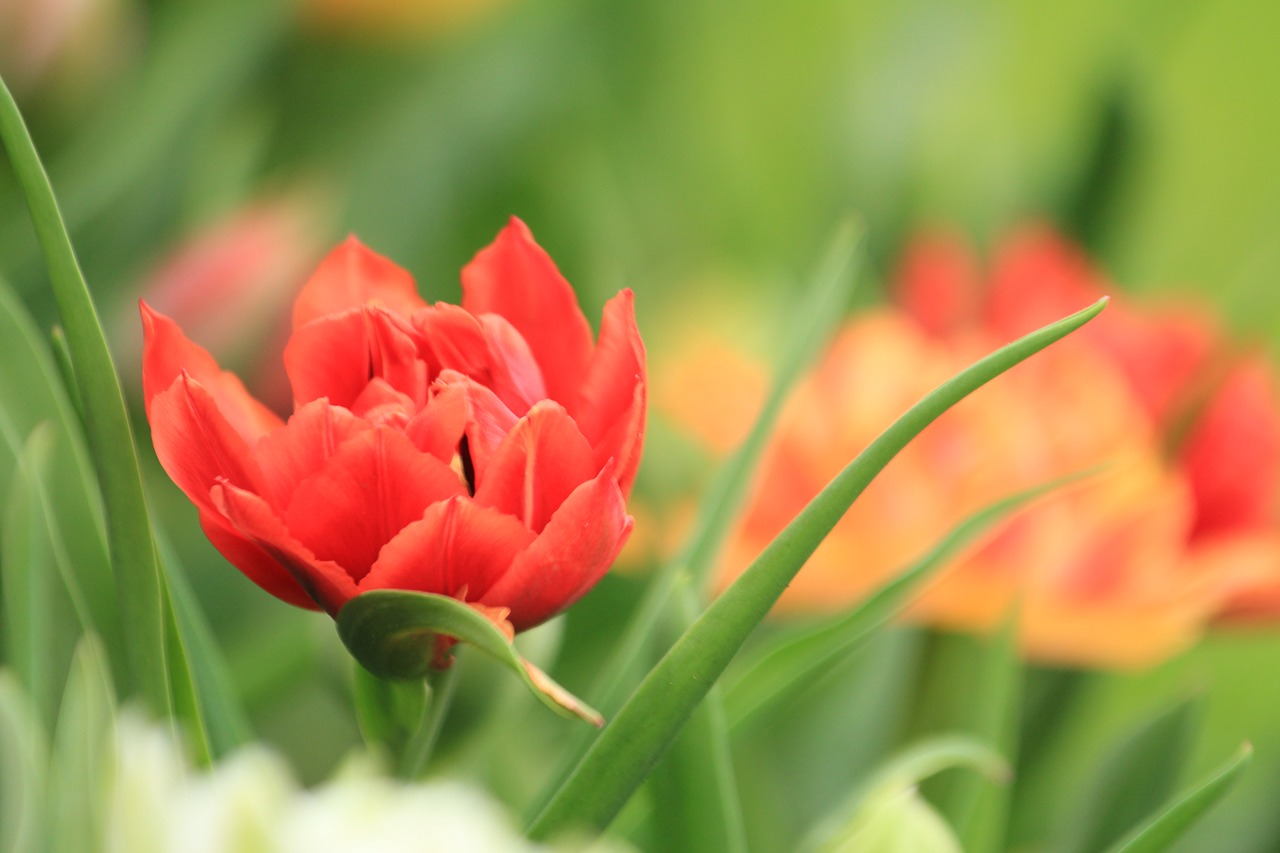 tulip garden flower free photo