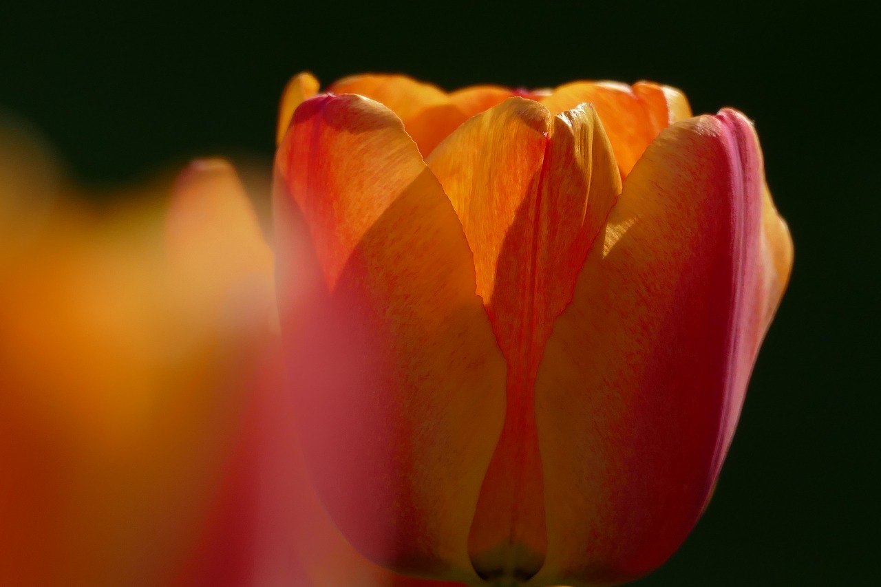 tulip garden close free photo