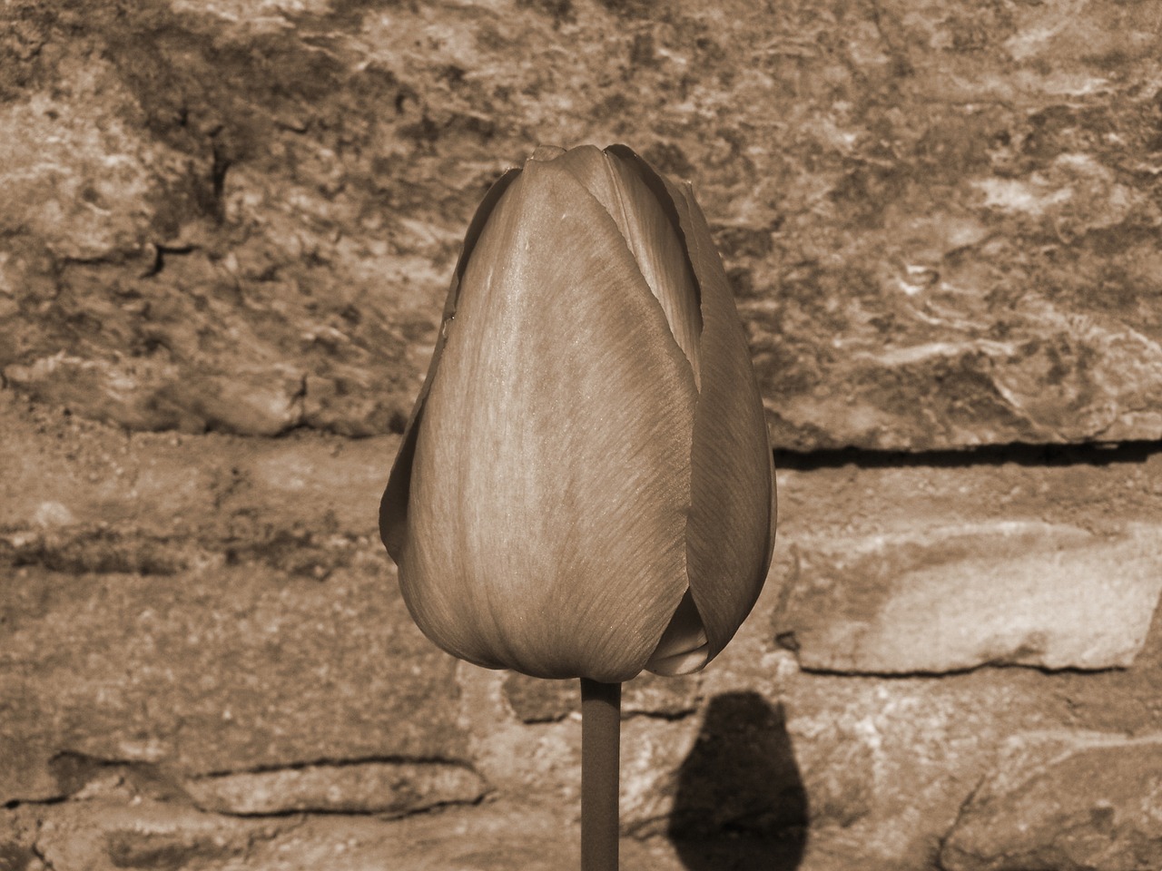 tulip bud sepia free photo