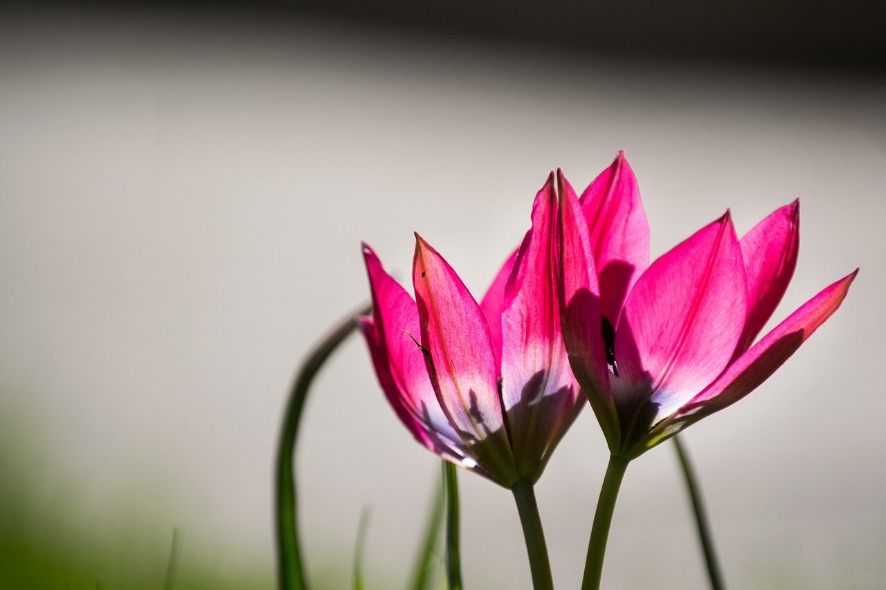 tulip tulips pink free photo