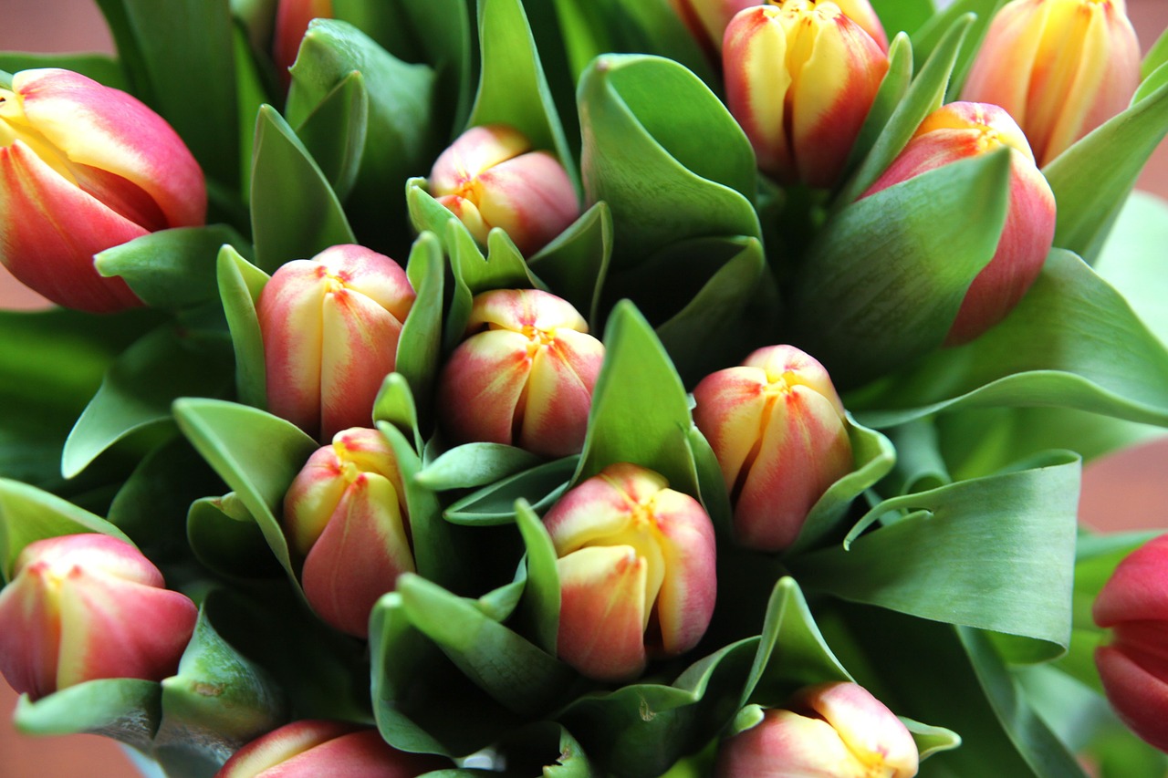 tulip flower tulips free photo