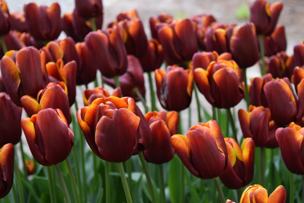 tulip flowers netherlands free photo