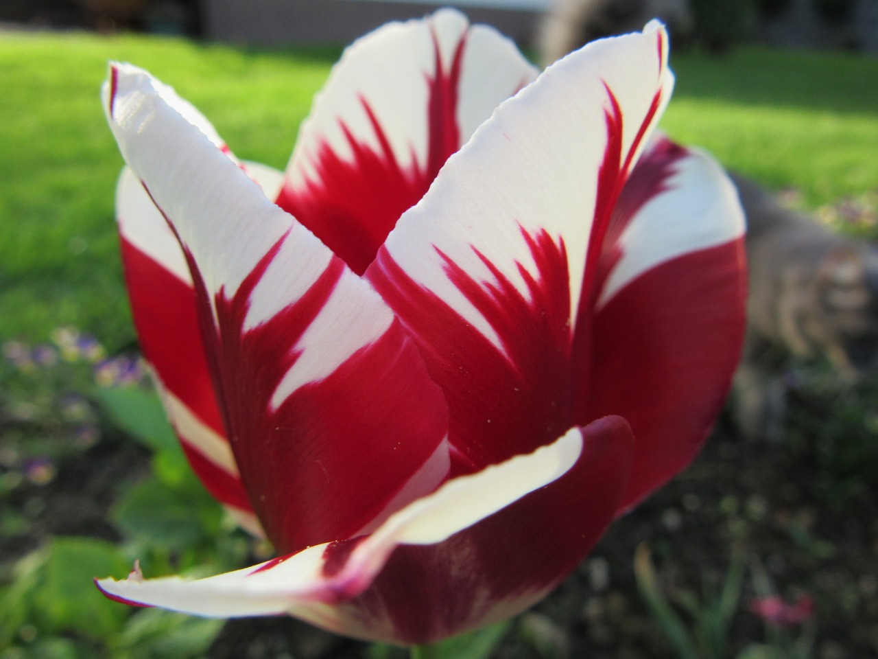 tulip nature red free photo