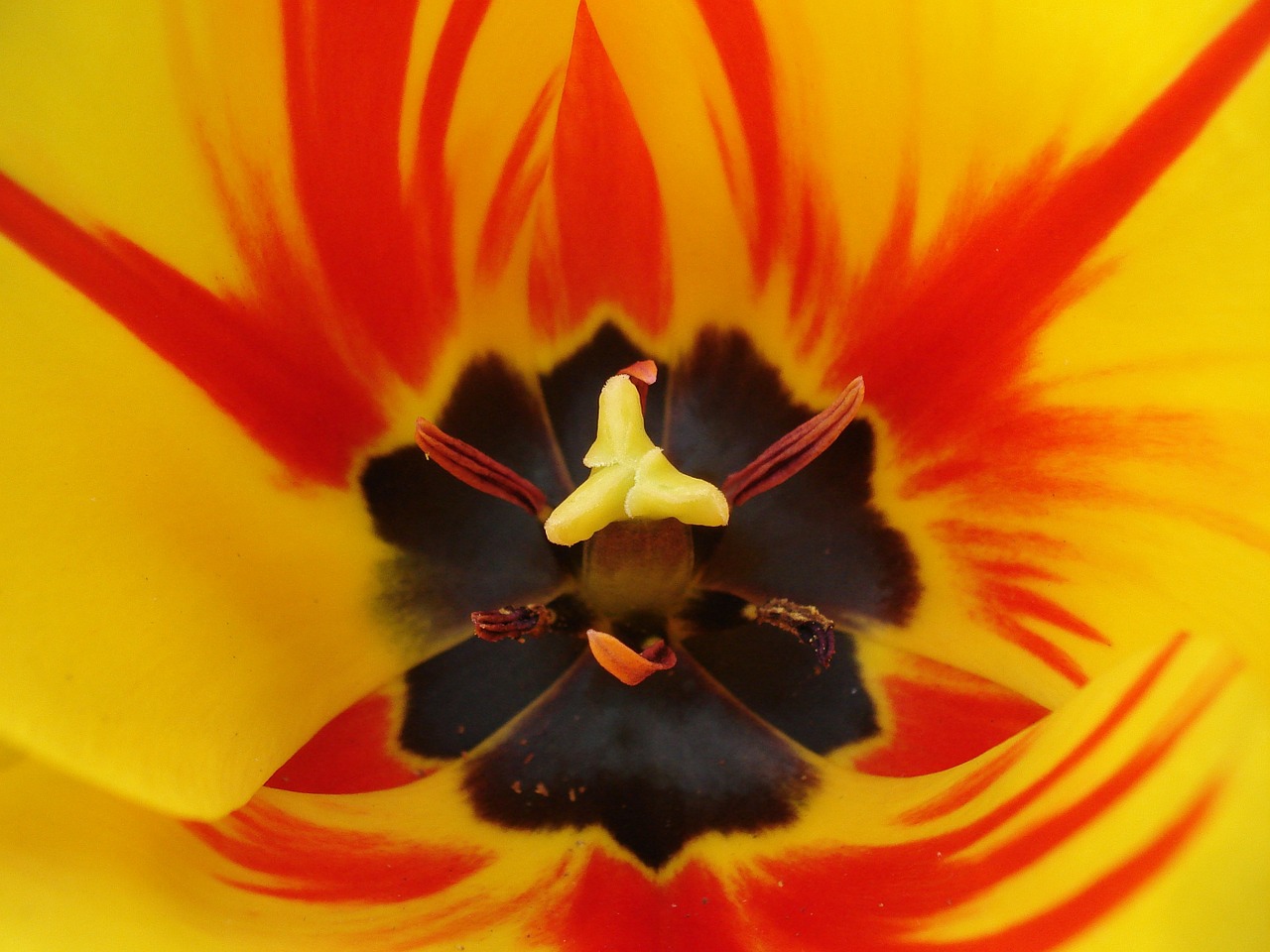 tulip stengel stamp free photo