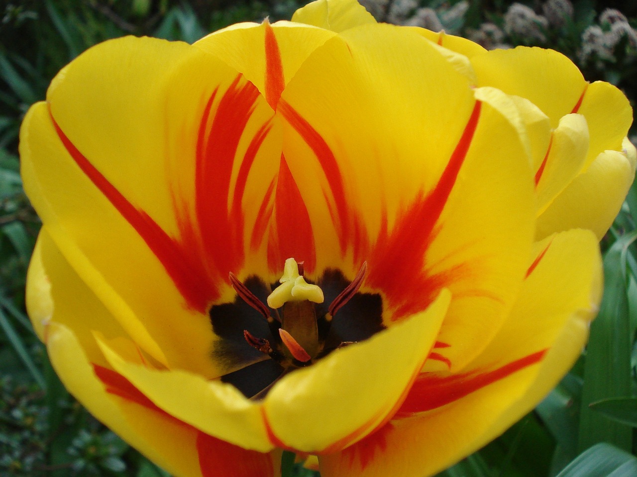 tulip stengel stamp free photo