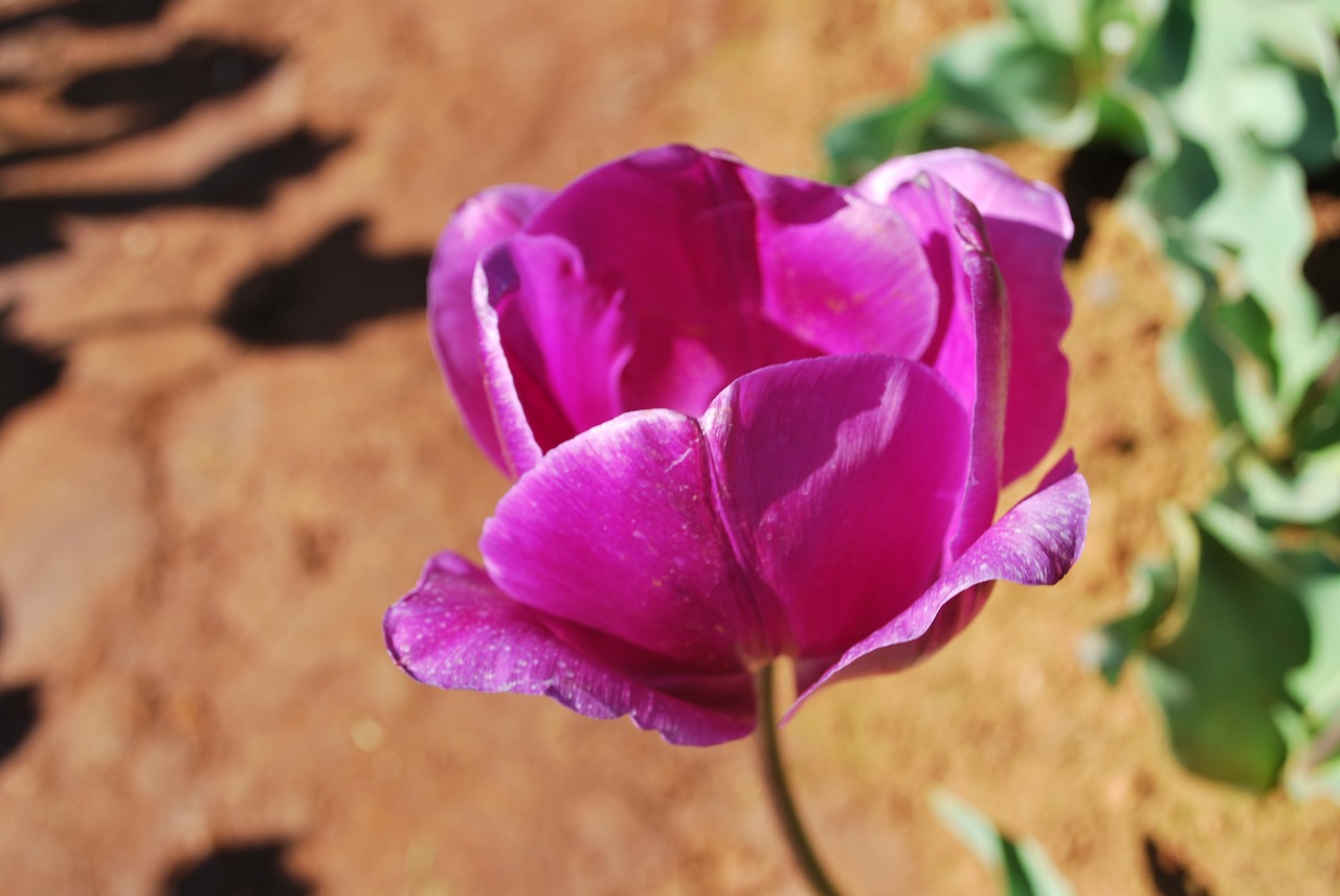 tulip flower colourful free photo