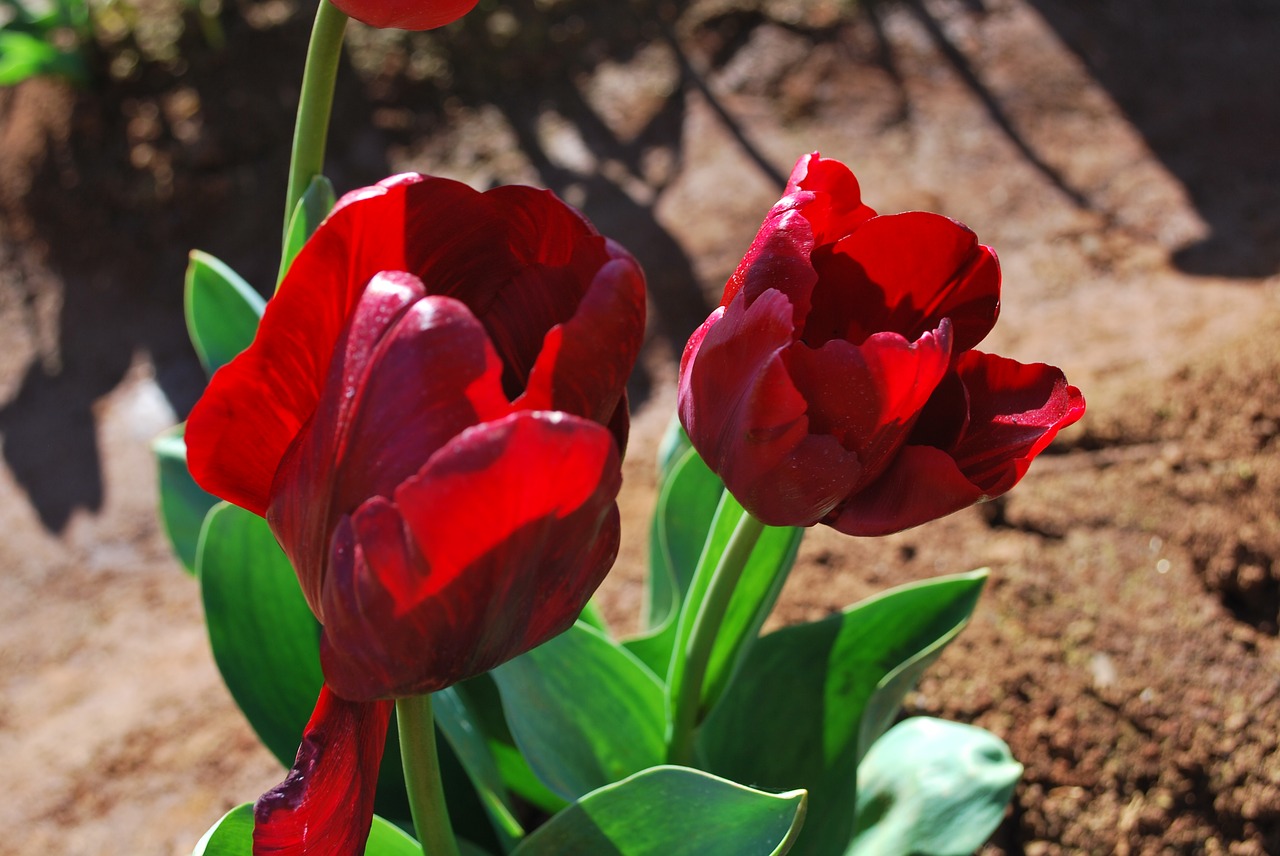 tulip flower colourful free photo