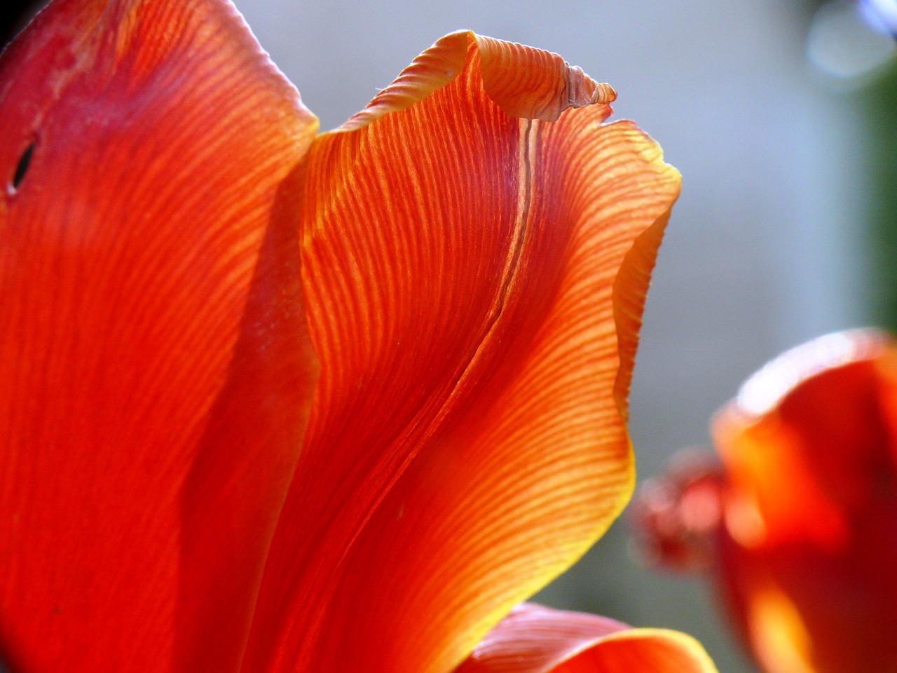 tulip light color free photo