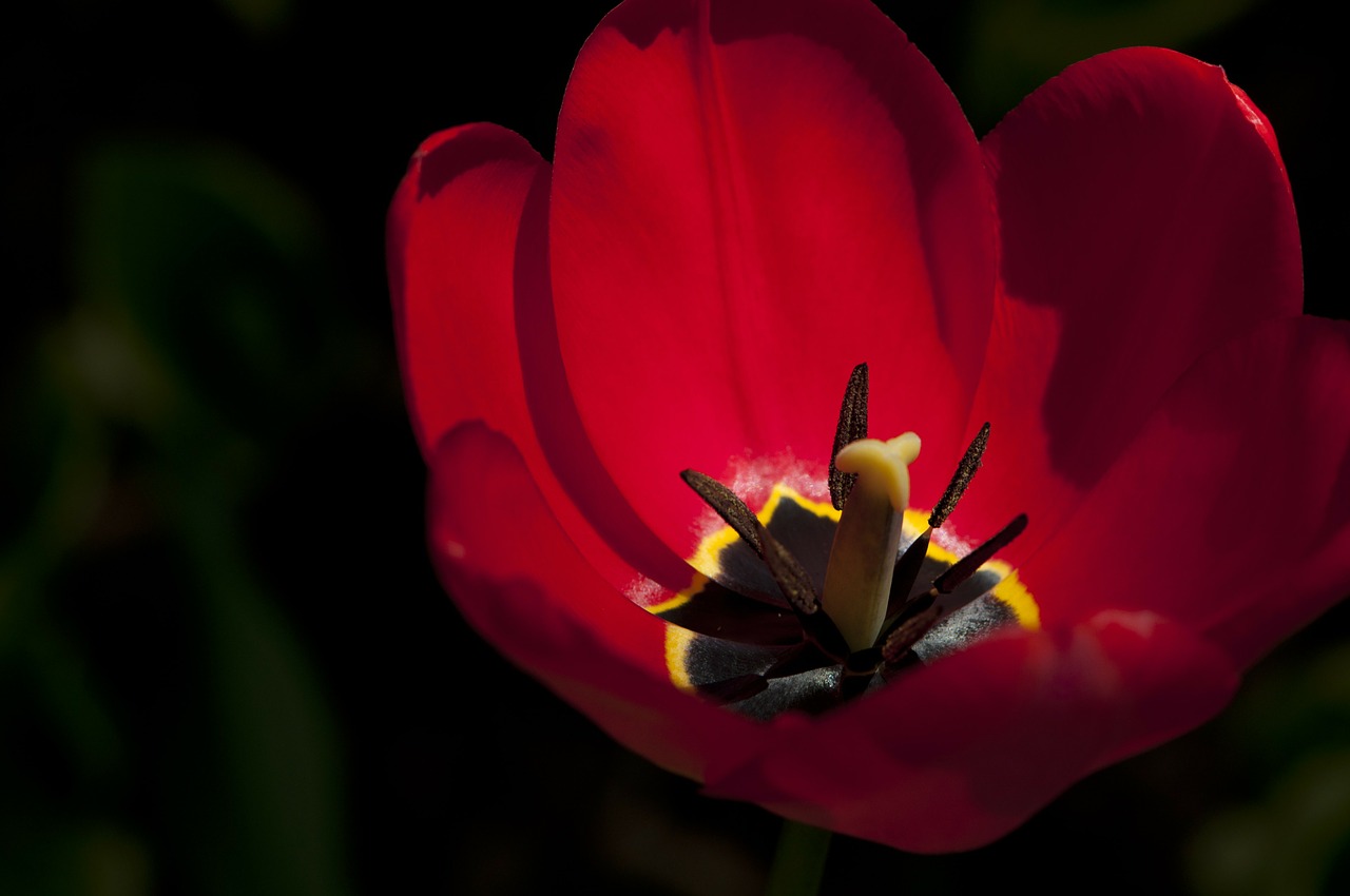 tulip floral plant free photo