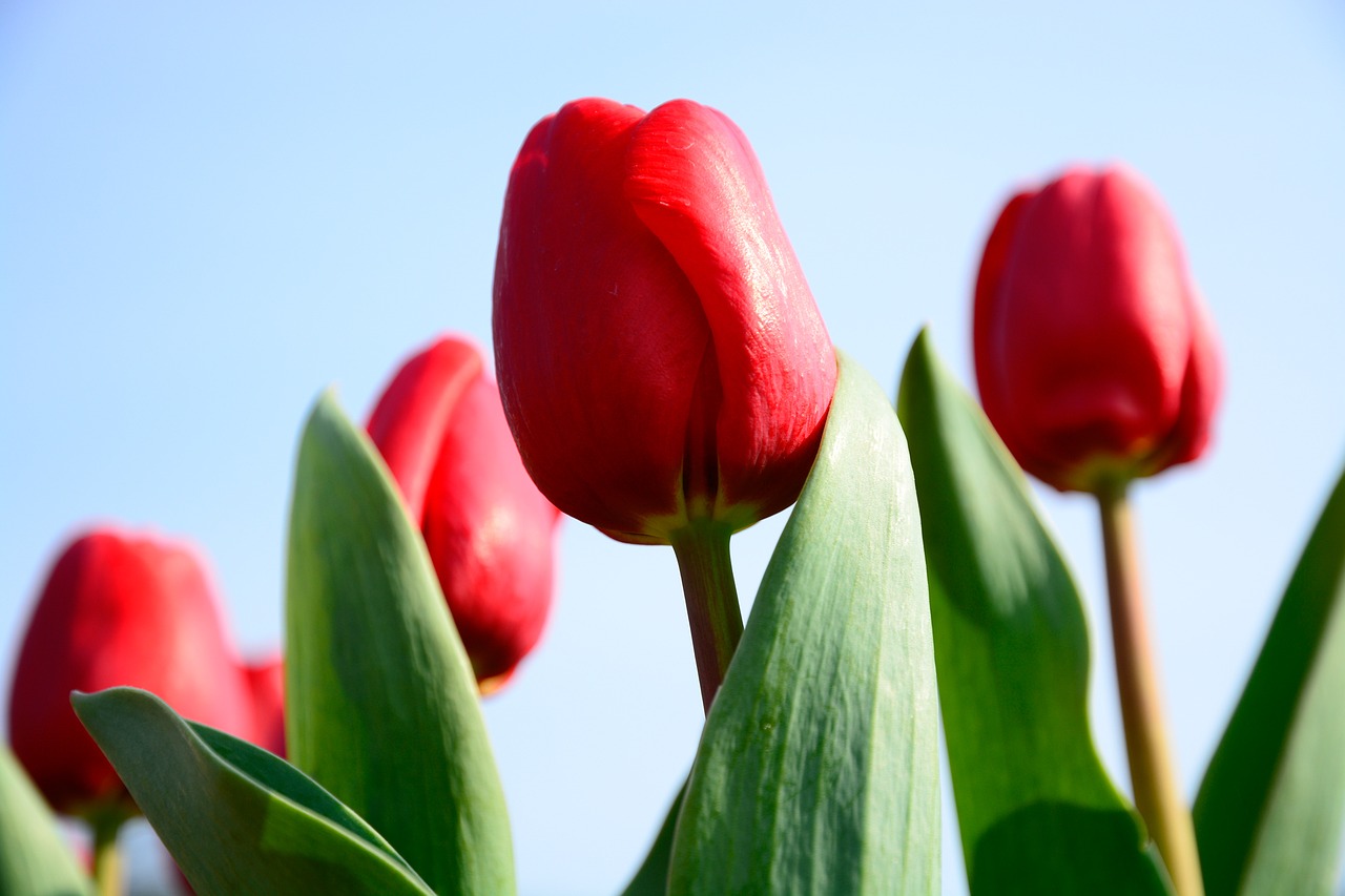 tulip flower sky free photo