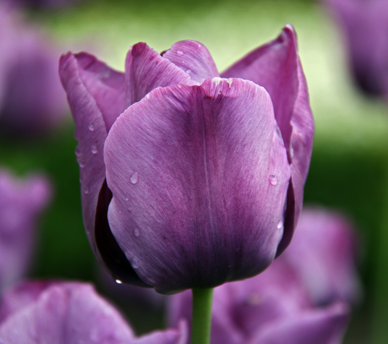 tulip flower flowers free photo