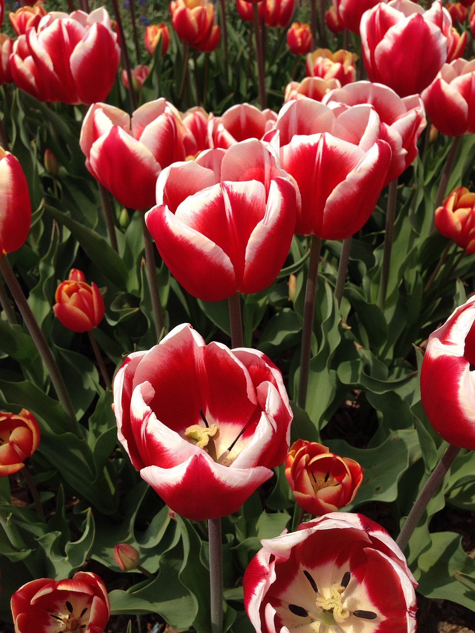 tulip flowers spring free photo