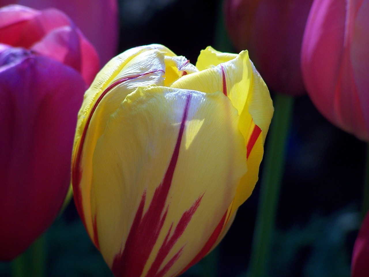 tulip floral plant free photo