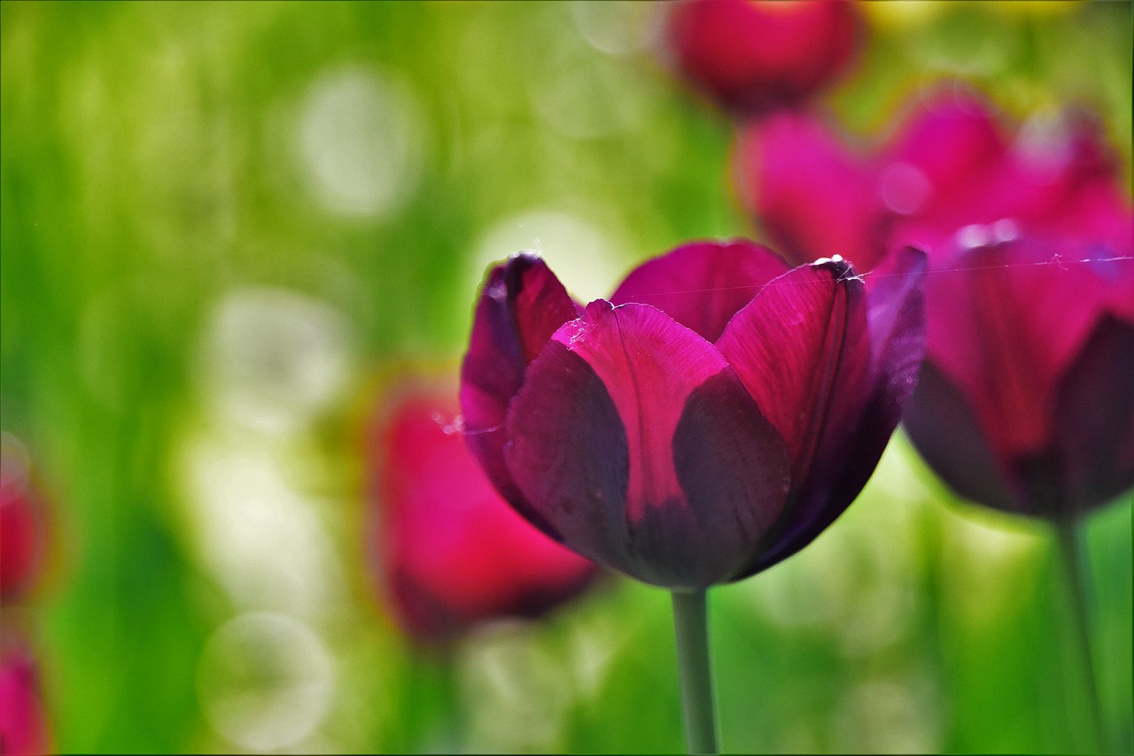 tulip flowers and plants plant free photo