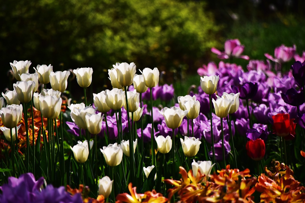 tulip flower plant free photo