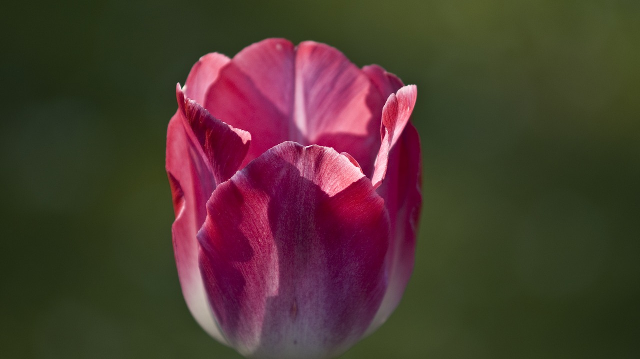 tulip flower floral free photo