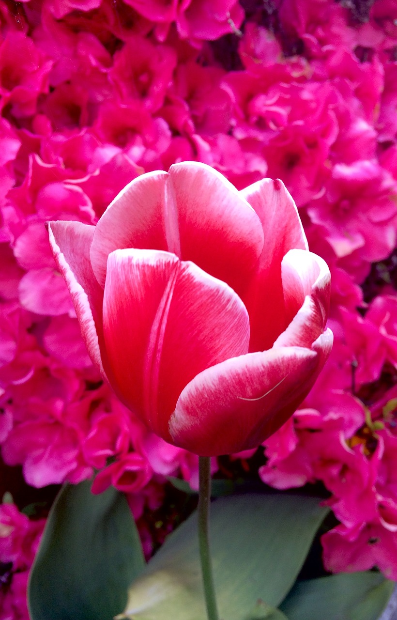 tulip hot pink petal free photo