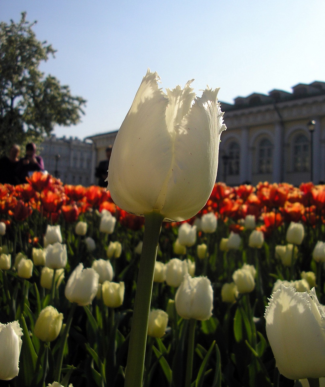 tulip macro city free photo