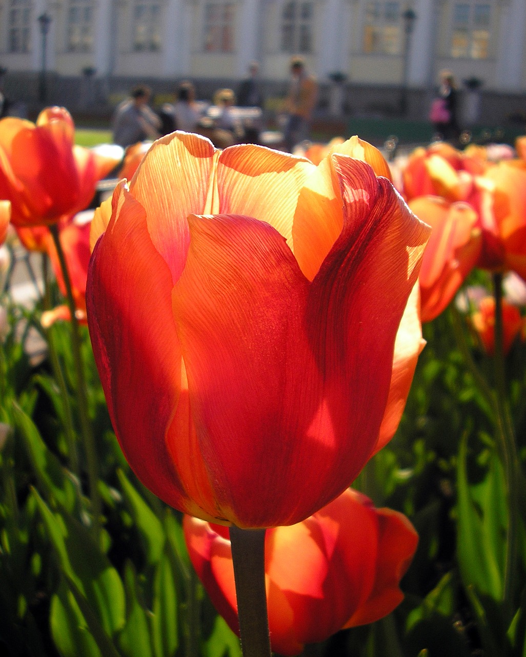 tulip macro city free photo