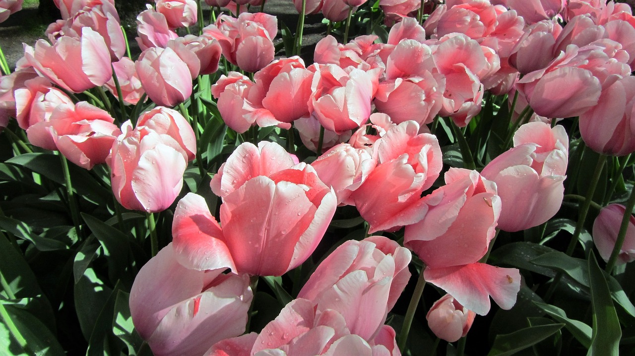 tulip tulips bulbs free photo