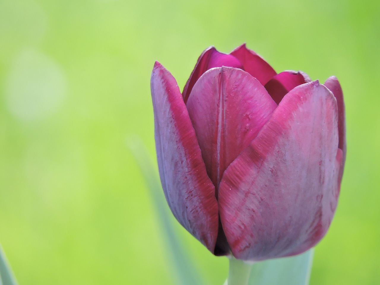 tulip purple macro free photo