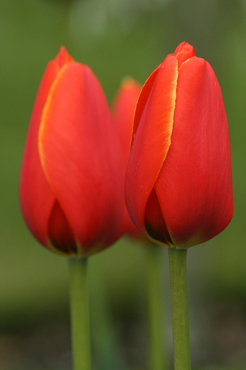tulip flowers spring free photo
