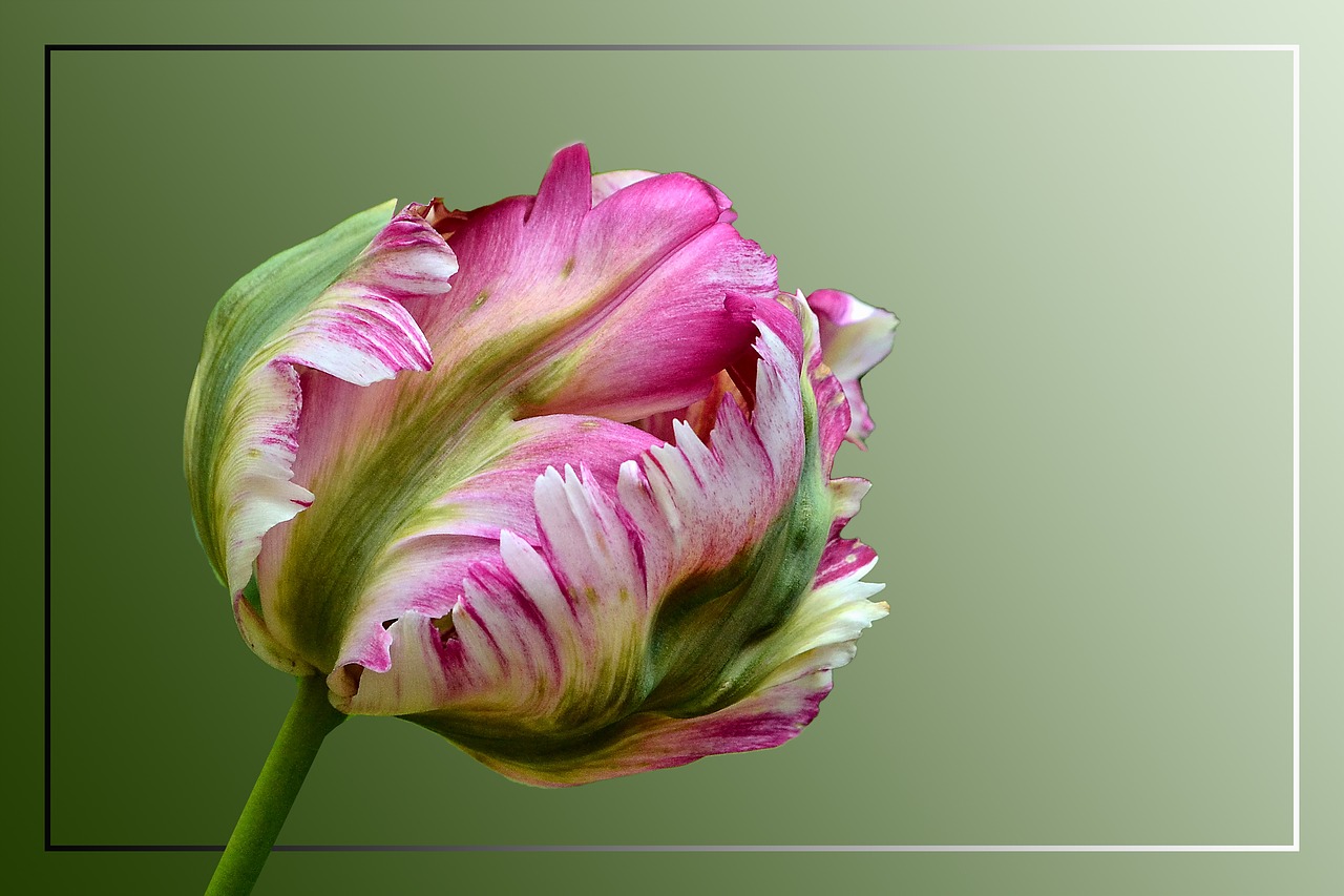 tulip parrot tulip blossom free photo