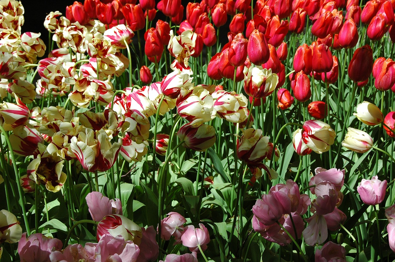 tulip flowers holland free photo