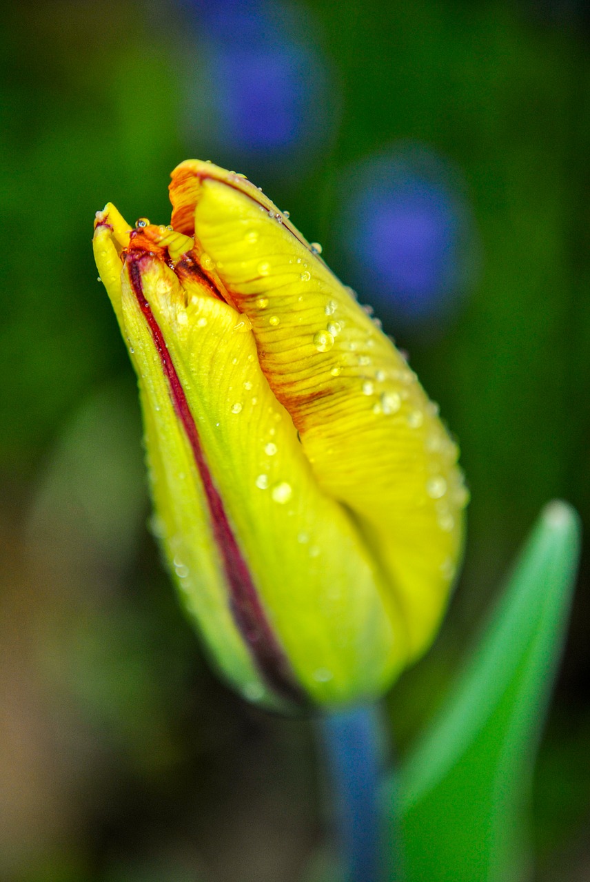 tulip macro drops free photo