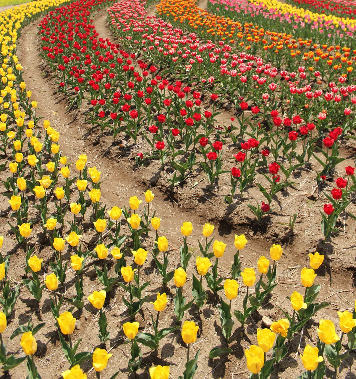 tulip flower gardens flowers free photo