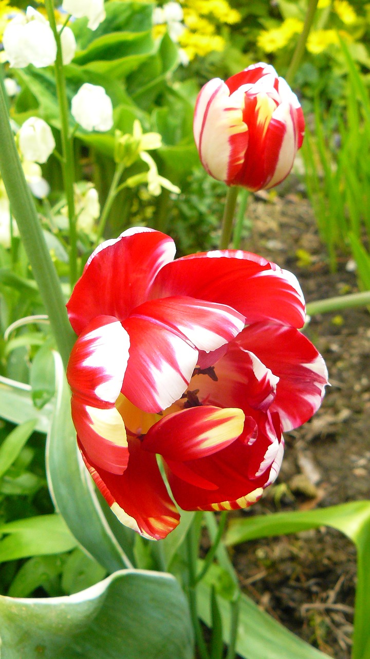 tulip flower floral free photo