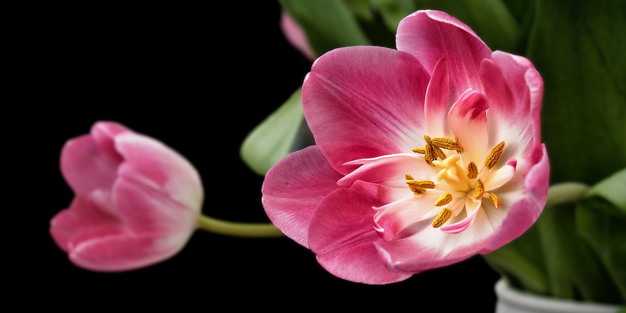 tulip tulips sharpness game free photo