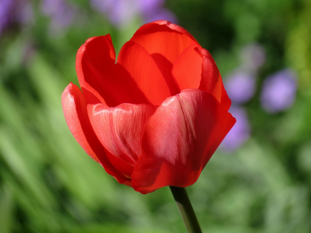 tulip red blossom free photo