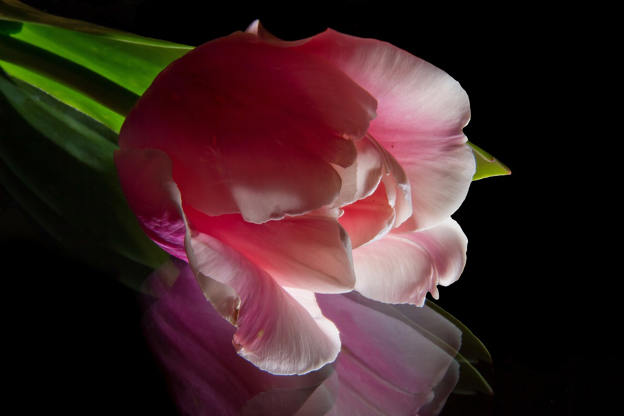 tulip pink flower free photo