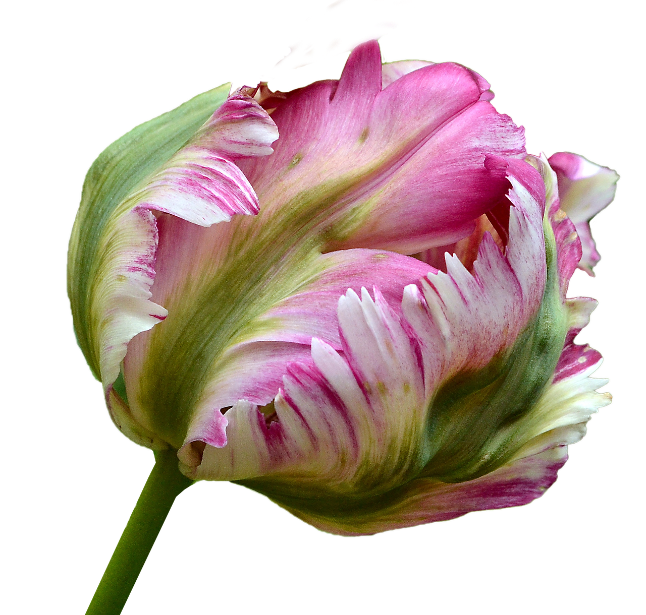 tulip blossom bloom free photo