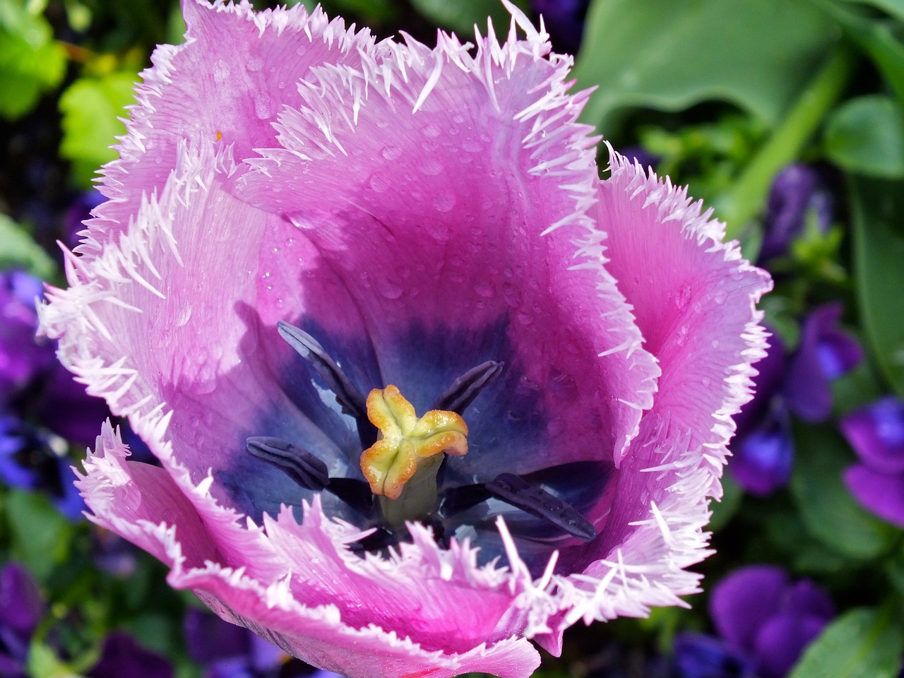 tulip flower flowers free photo