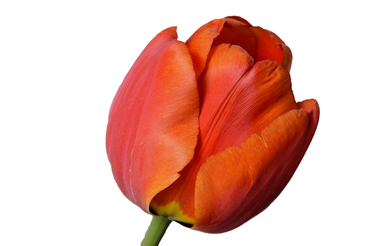 tulip blossom bloom free photo