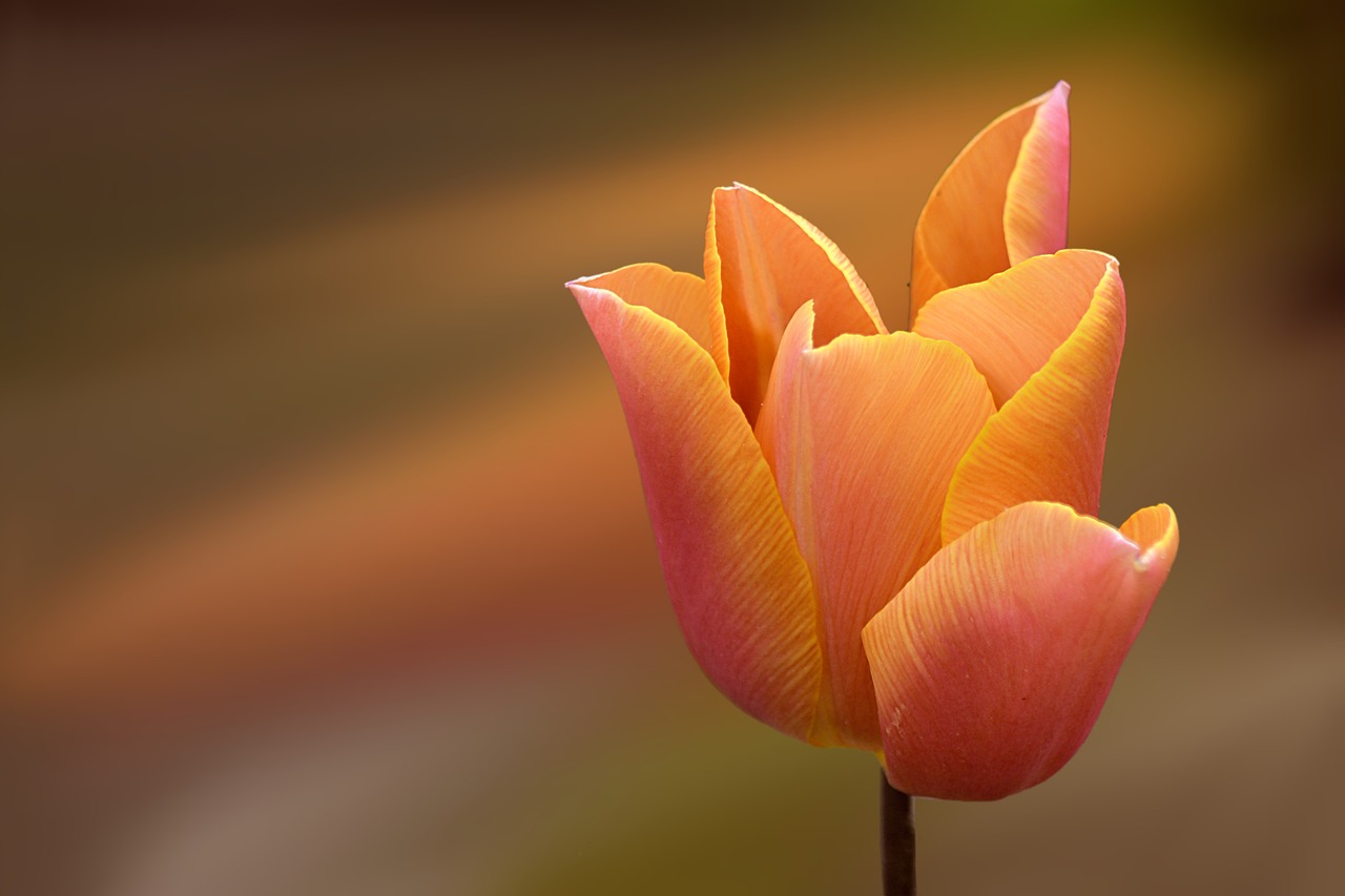 tulip orange flower free photo