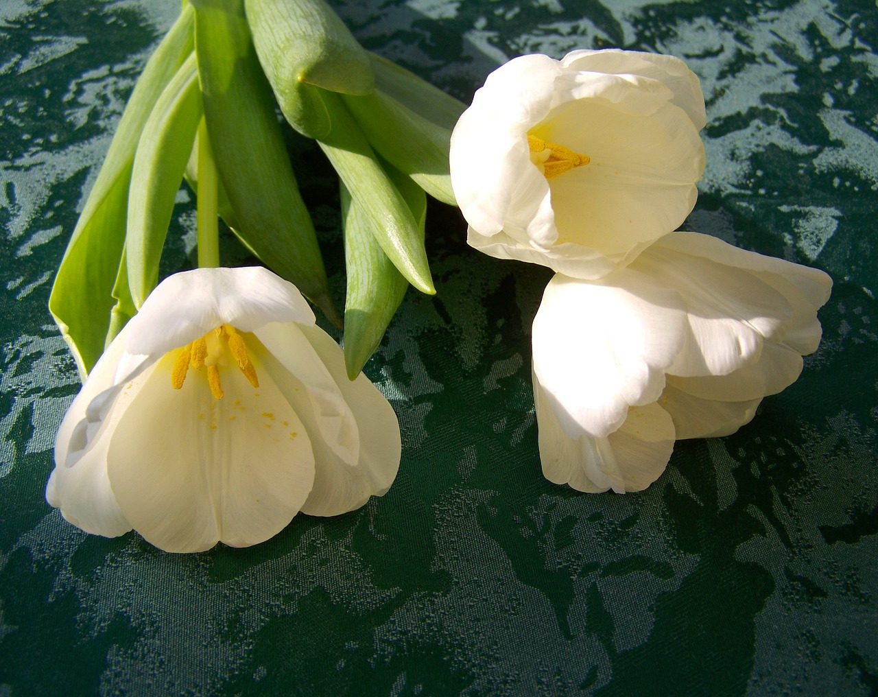 tulip white flower cut flower free photo