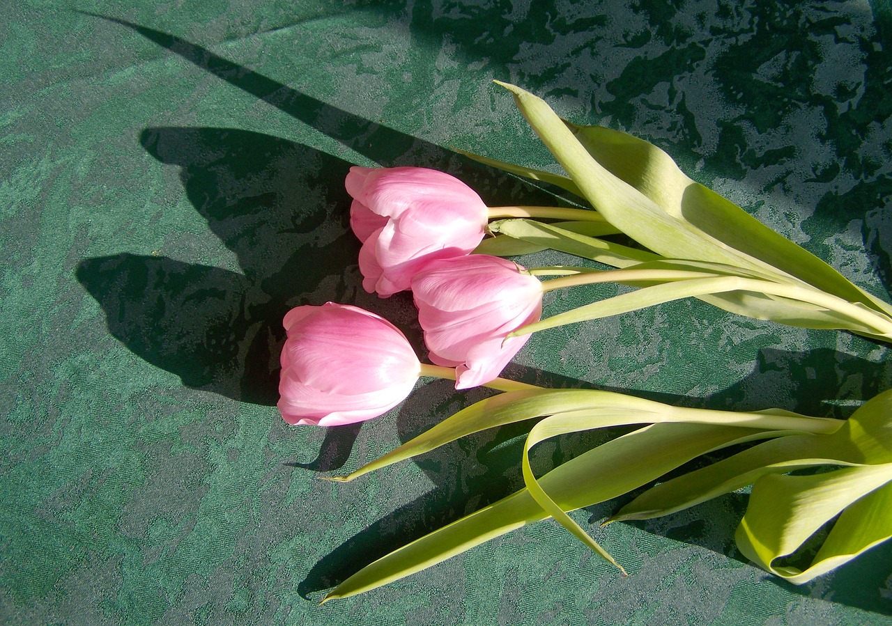 tulip pink flower cut flower free photo