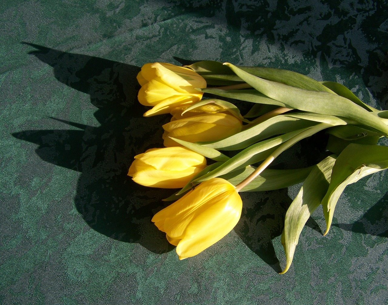 tulip yellow flower cut flower free photo