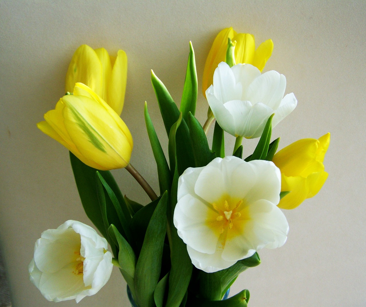 tulip bunch of flowers yellow and white flower free photo