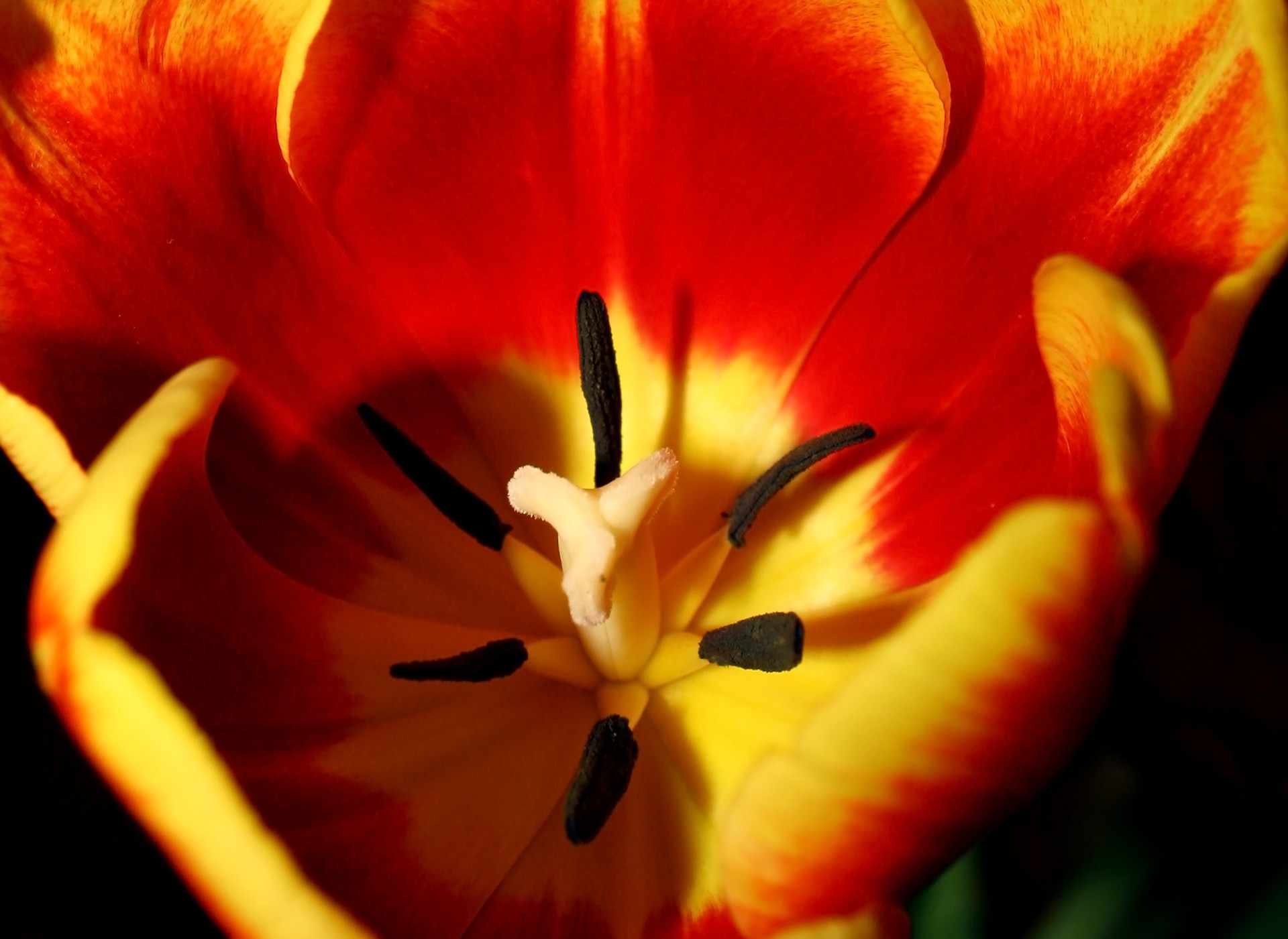 Tulip,flower,amateurpic,red,yellow - free image from needpix.com