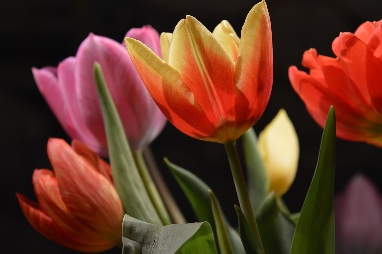 tulip flower colorful free photo