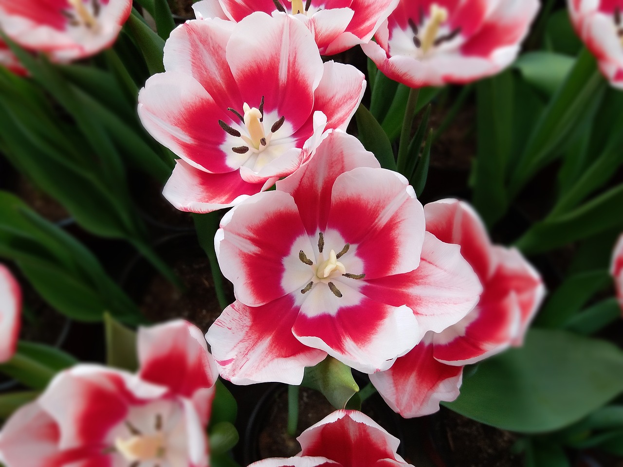 tulip flowers pink flowers free photo