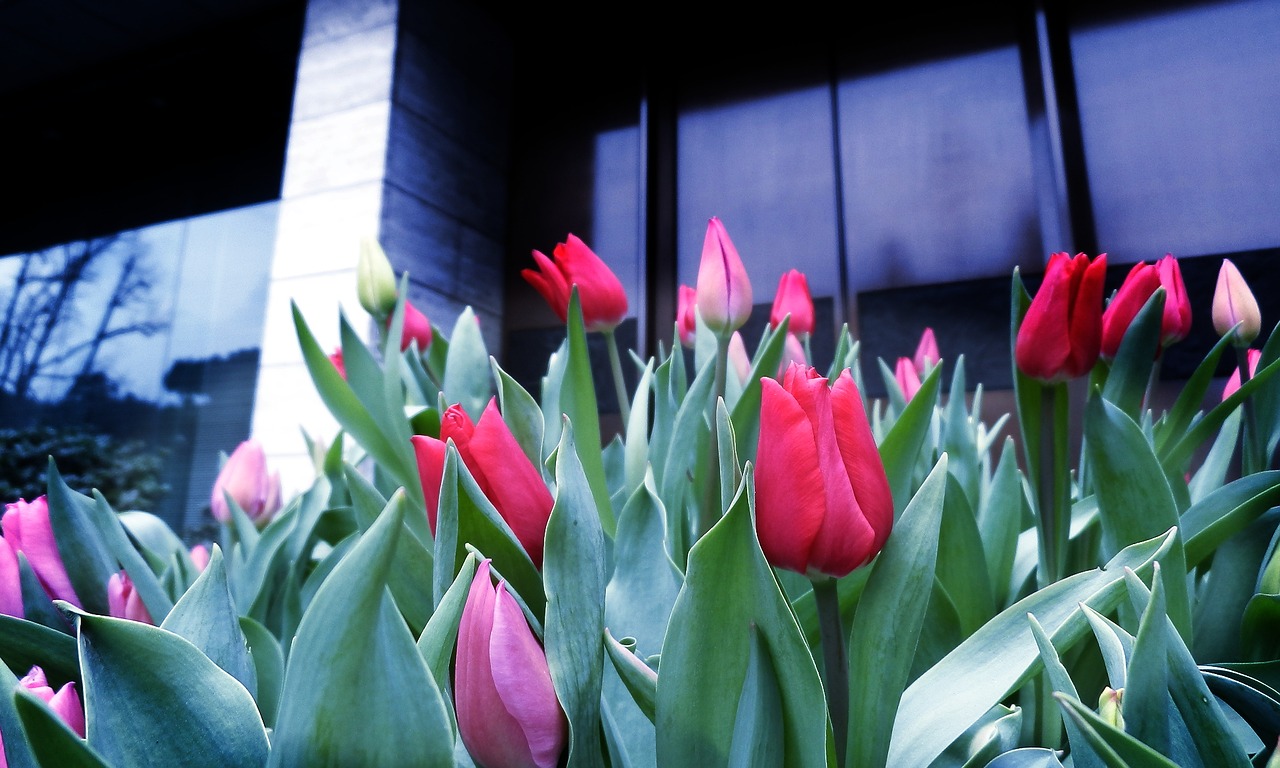 tulip red flowers spring free photo