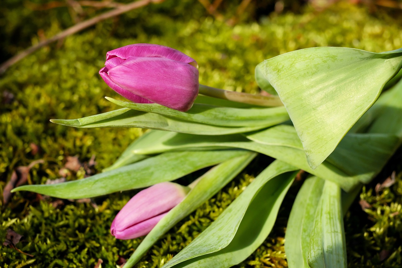 tulip flower blossom free photo